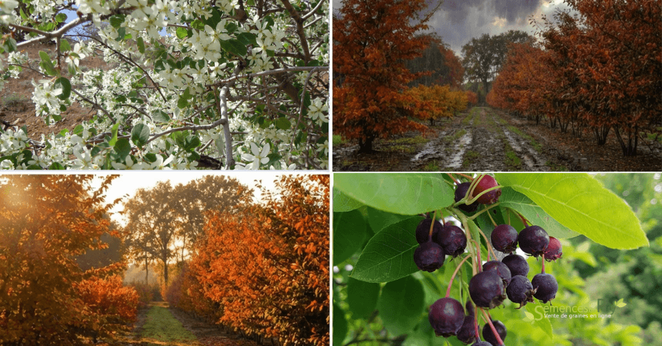 Choisir la culture de l'amélanchier